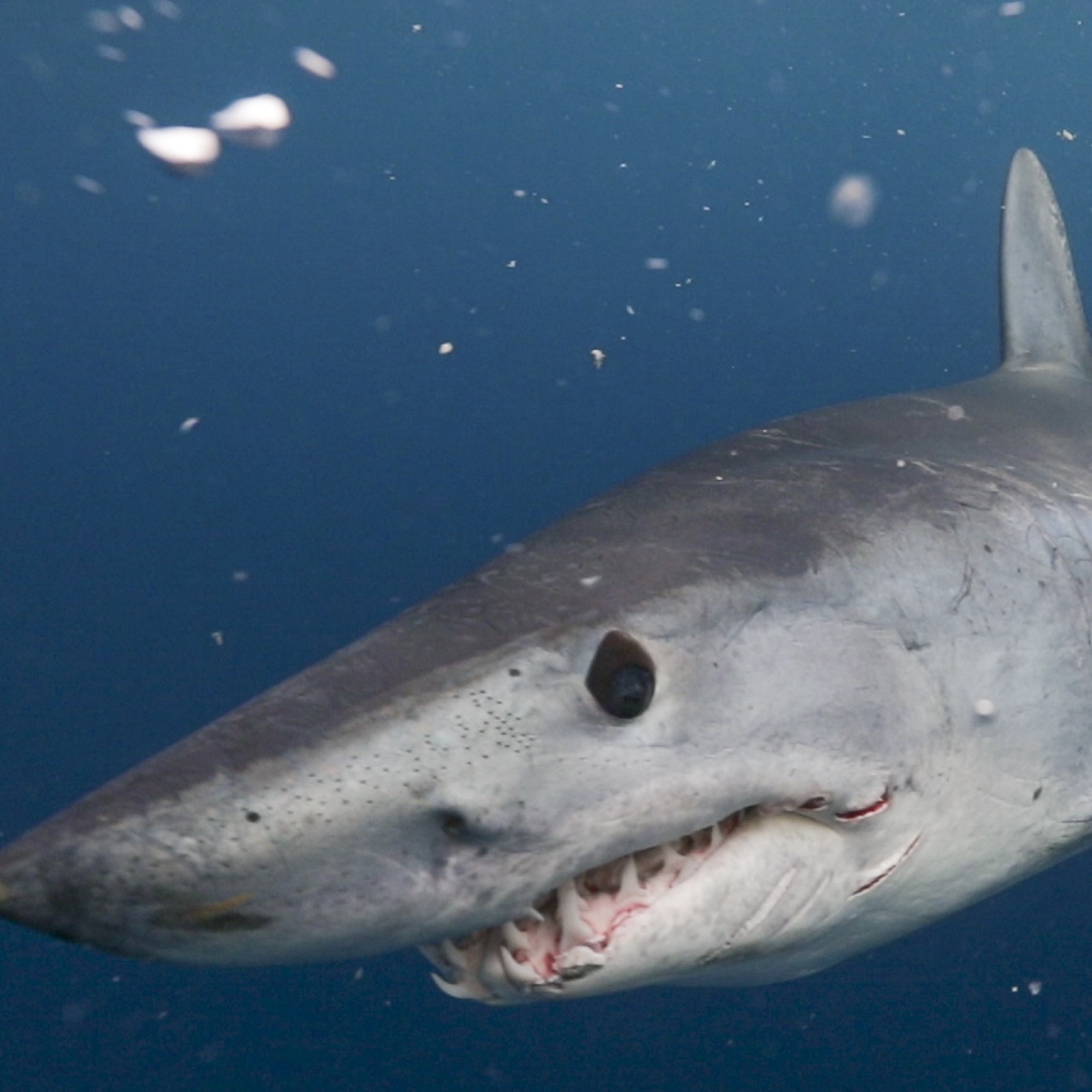 Акула мако опасна ли для человека. Акула мако. Тихоокеанская сельдевая акула. Серо голубая акула мако. Атлантическая сельдевая акула.